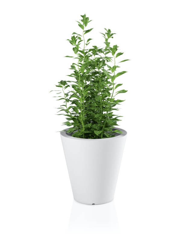 Donica OVO biała + roślina.jpg