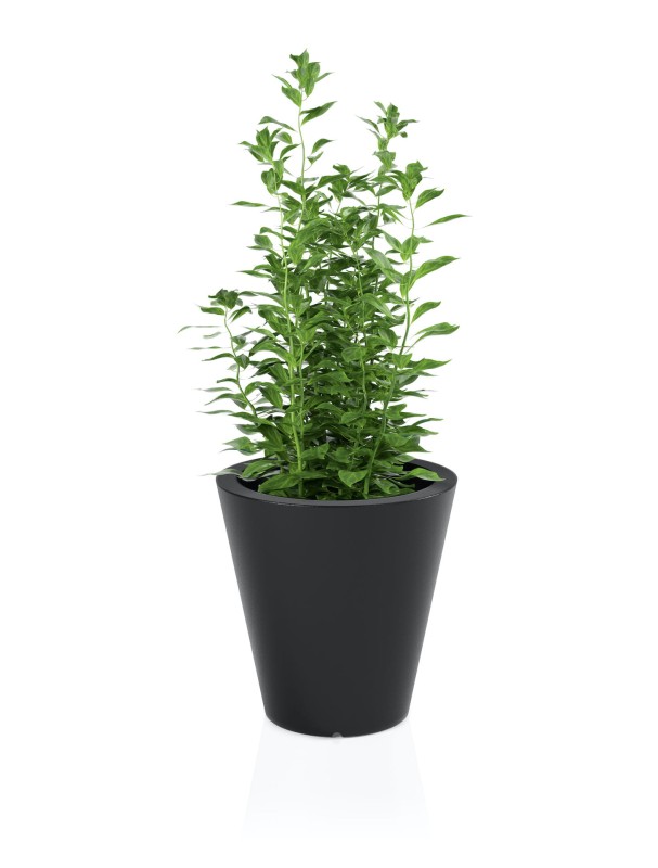 Donica OVO czarna + roślina.jpg