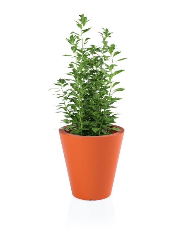 Donica OVO pomrańczowa + roślina.jpg