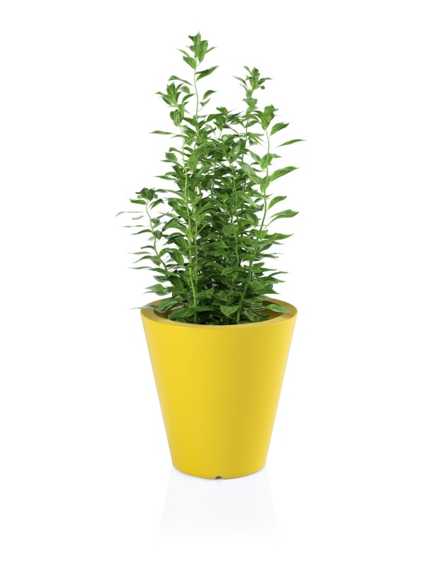 Donica OVO żółta + roślina.jpg