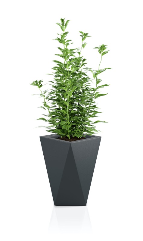 Donica Vaso antracytowa + roślina.jpg