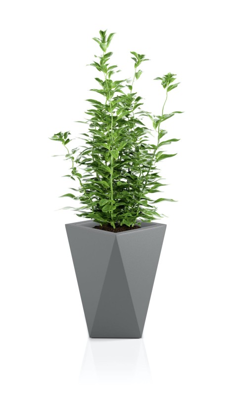 Donica Vaso szara + roślina.jpg