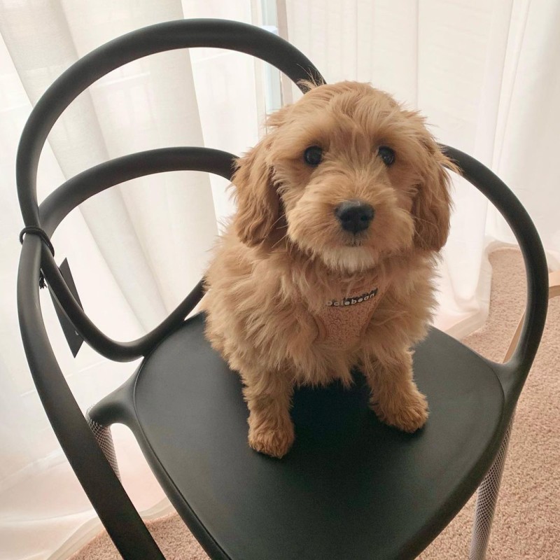 zestaw-2-krzeseł-loop-chair-qeeboo