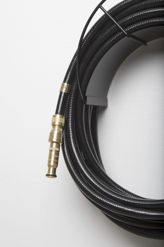 Dysza_ogrodowa_Garden_glory