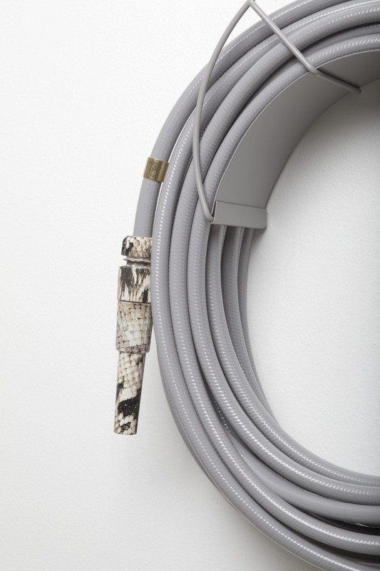 Dysza_ogrodowa_Garden_glory