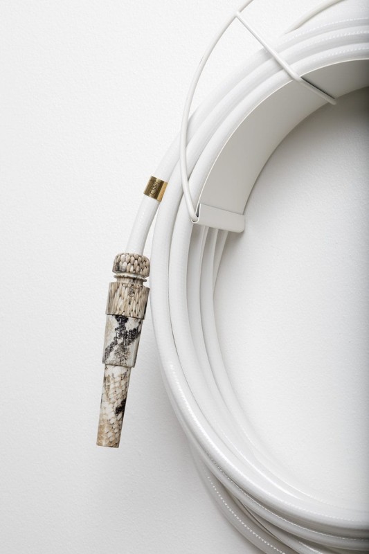 Dysza_ogrodowa_Garden_glory_cobra